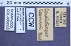 Etiketten zu Cardiotarsus coomani (Fleutiaux, 1931) (NHMW-ZOO-COL-0008252)